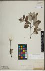 Foto von Salix lapponum L.